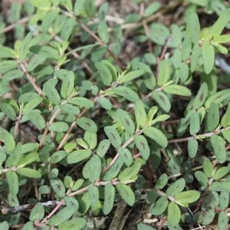 Common Garden Weeds Identification