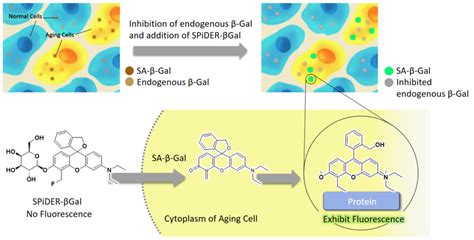 Senescence Cell Detection Cellular Senescence Detection Kit - SPiDER- β Gal DOJINDO