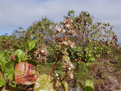 Cinchona Officinalis Tree