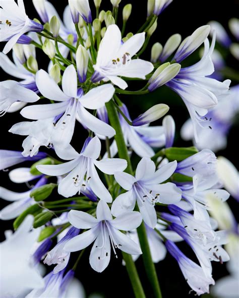 Summer Show-Off Agapanthus 'Twister': Plant of the Month - Michael Perry - Mr Plant Geek