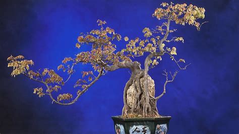 The Art of Penjing: A Journey Through Its History - Bonsai Arbor