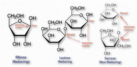 6.1: Structure and Function- Carbohydrates – Introductory Biochemistry