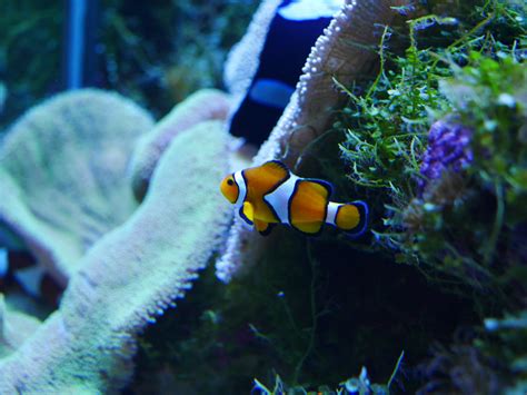 Free Images : sea, underwater, fauna, coral reef, organism, clownfish, finding nemo, anemone ...