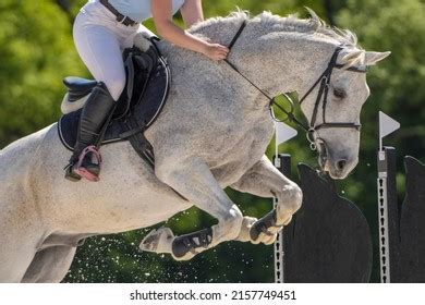 Gray Horse Jumping Show Stock Photo 2157749451 | Shutterstock