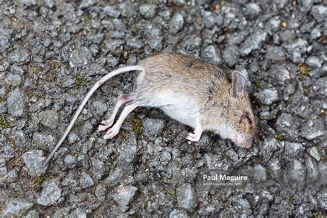 Stock photo - Dead mouse - Paul Maguire