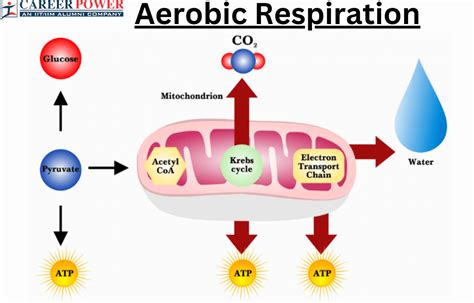 Aerobic Respiration: Definition, Equation and Examples