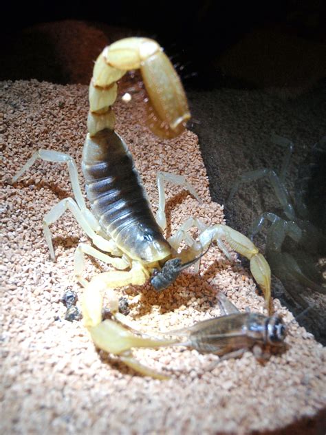 Scorpion (Animal) Wallpapers (30+ images inside)