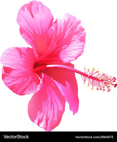 A pink gumamela flower Royalty Free Vector Image