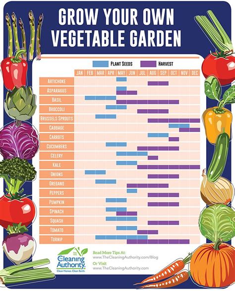 When To Plant and Harvest Vegetables