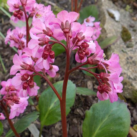 Beautiful Bergenias | Plants in Particular