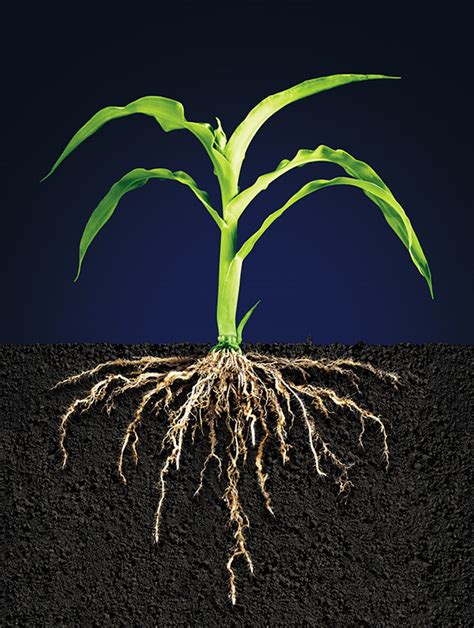 Corn Plant Root Systems :: Behance