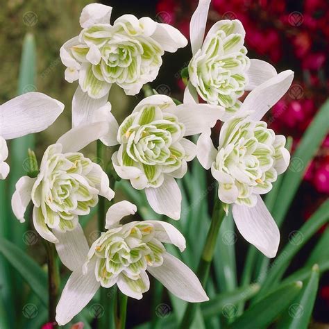 Buy Galanthus Nivalis Flore Pleno - Double Snowdrop | Free Delivery