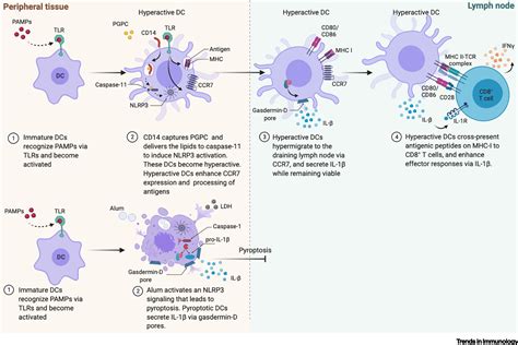 NLRP3 inflammasomes that induce antitumor immunity: Trends in Immunology