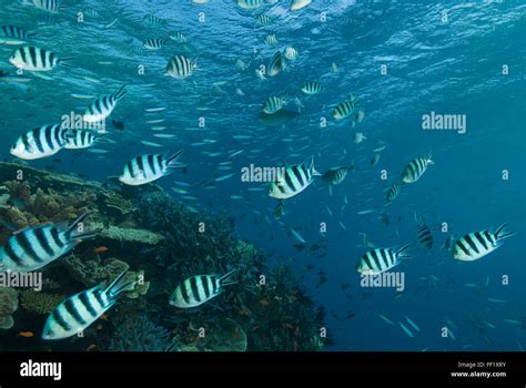 Damselfish great barrier reef hi-res stock photography and images - Alamy