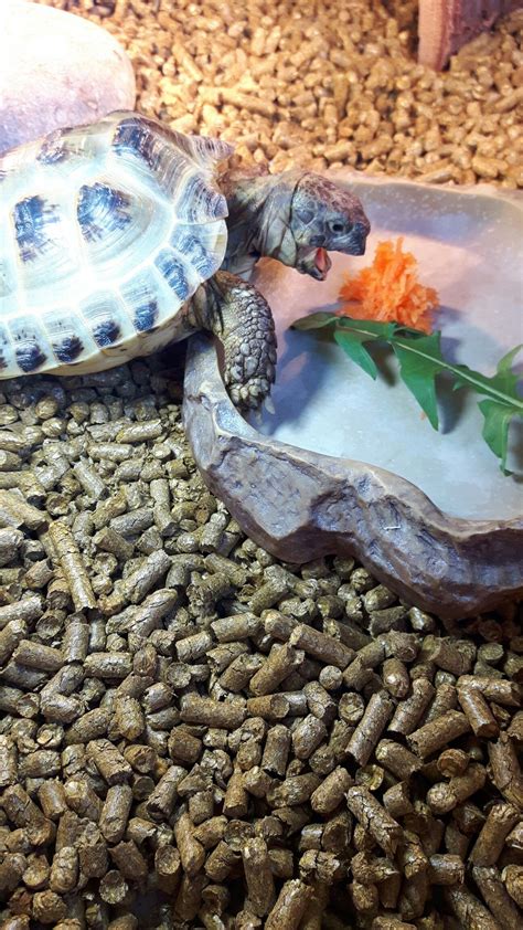 Verne - Horse field tortoise | Horsefield tortoise, Pet care, Pet turtle