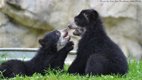 Interesting facts about spectacled bears | Just Fun Facts