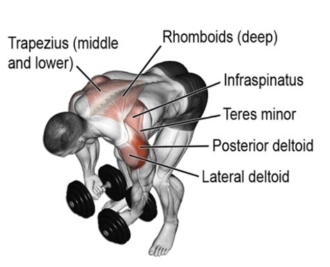 Dumbbell Rear Delt Fly: How To Do, Muscle Worked, Tips