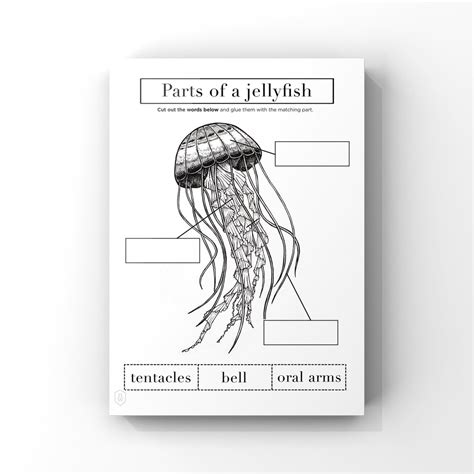 Jellyfish Anatomy // Printable Worksheet 1 Page // Instant Download ...