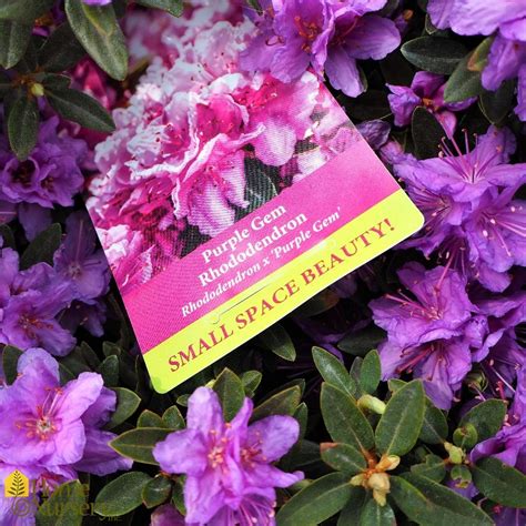 Rhododendron x Purple Gem Azalea from Home Nursery