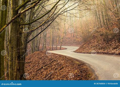 Empty Road through Forest in Autumn Stock Photo - Image of october ...