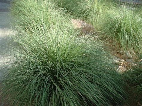 Landscaping with ornamental grasses in Arizona – Arizona Desert Xeriscape