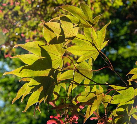 Japanese maple – Trees of Vancouver