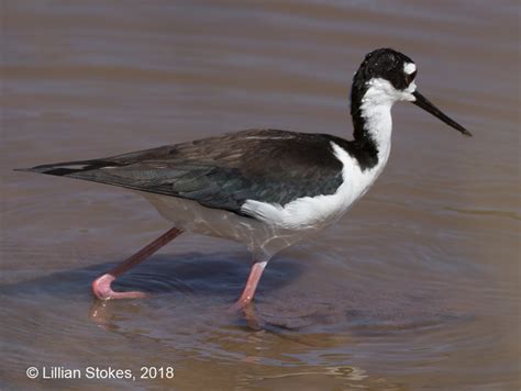 STOKES BIRDING BLOG: Beautiful Black-necked Stilts are Breeding!