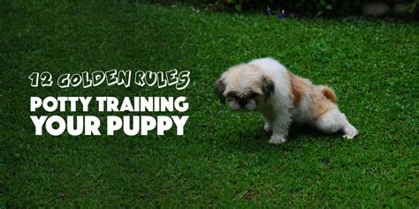 Puppy Potty Training — 12 Golden Tips To Do It The Right Way