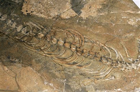 Mesosaurus fossil - Stock Image - E445/0253 - Science Photo Library