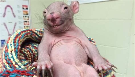 Baby Wombat Works Awkward Cute Look - The Dodo