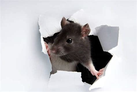 Rodents Chewing Inside Of Your Walls? | Rottler Pest Solutions