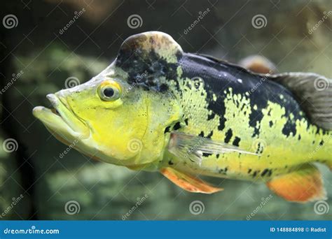 Peacock bass fish stock photo. Image of animal, peacock - 148884898