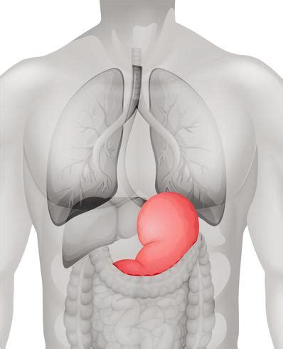 Human stomach diagram in detail 365742 Vector Art at Vecteezy