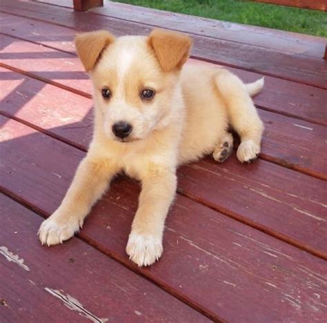 The cutest husky mix puppy you've ever seen is up for adoption - Sweet Buffalo