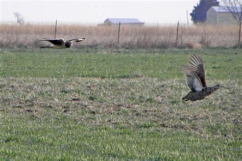 Birding! A Growing Obsession!: Greater Prairie Chicken, Prairie Ridge ...