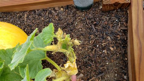 Why is my pumpkin vine no longer growing? - Gardening & Landscaping ...