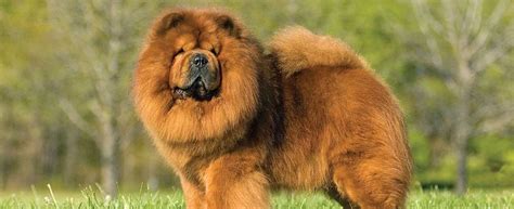 Chow Chow - Temperament, Lifespan, Shedding, Puppy