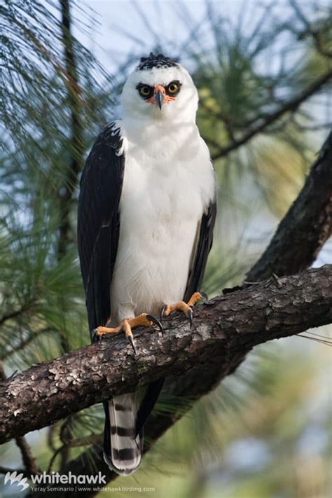 Black-and-white Hawk-Eagle | Whitehawk Birding Blog