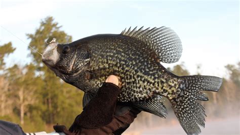 The 5 Best Crappie Rods In 2024 | A Fellow Fisherman