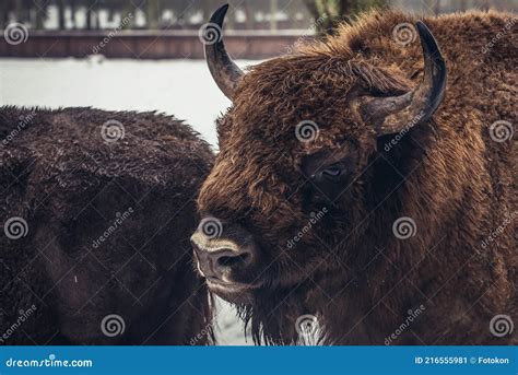 Wisent in Poland stock image. Image of province, european - 216555981