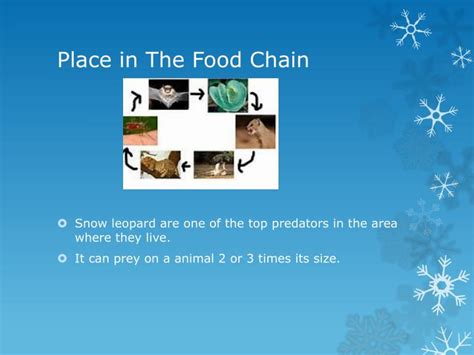 PPT - Snow Leopards PowerPoint Presentation - ID:2711264