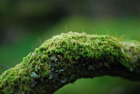 2560x1440 wallpaper | close up photography of green moss | Peakpx