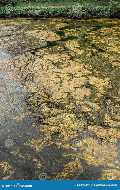 Dirty pond water stock photo. Image of lake, color, natural - 61897496