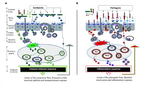 | Microbiota and the intestinal barrier against infectious threats. (A)... | Download Scientific ...