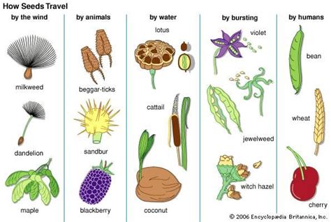 seed dispersal | Seed dispersal, Biology plants, Plant adaptations