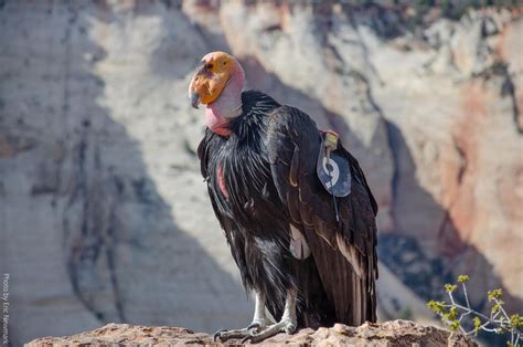 Two rare endangered California condor nests spotted in south Utah