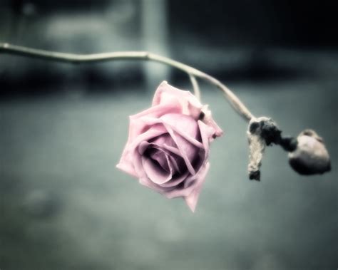 Wallpaper Pink flower, rose, petals, blur background 1920x1200 HD Picture, Image