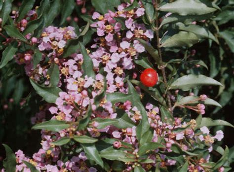 Plant profile: Dwarf Barbados cherry