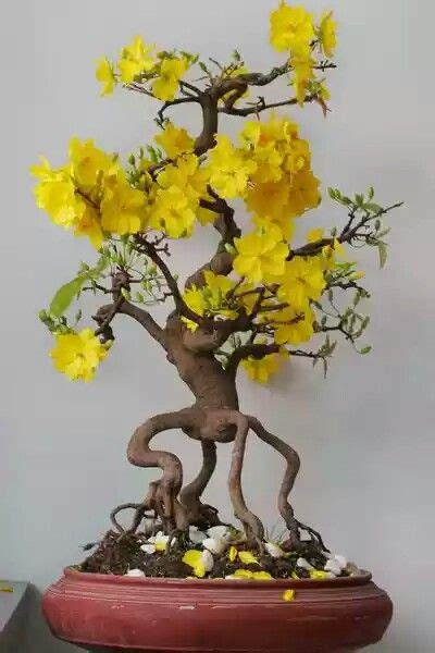 Hoa mai Flowering Bonsai Tree, Bonsai Tree Types, Indoor Bonsai Tree ...