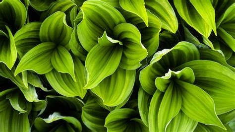 Green Leaves Plant HD Wallpapers | Hydroponic gardening, Plants, Green ...